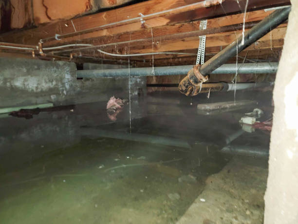Best Water damage contractors near me  in Hartford, KY